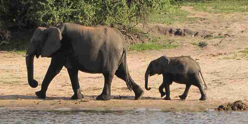 Elefant mor og barn, Botswana