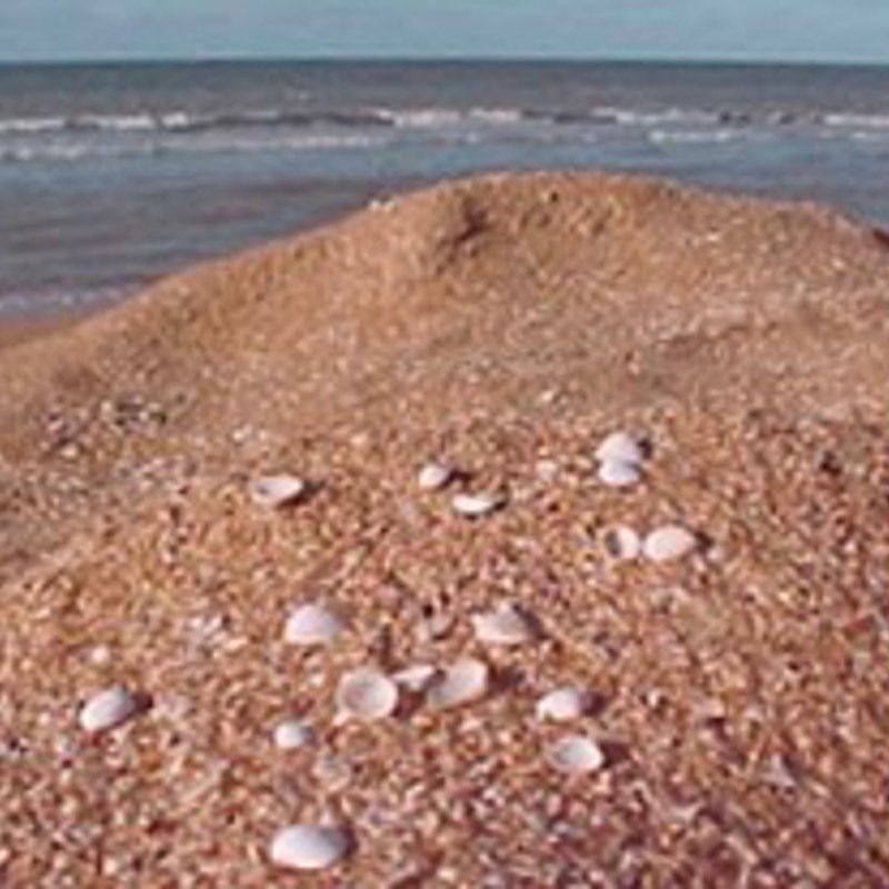 Shell Beach