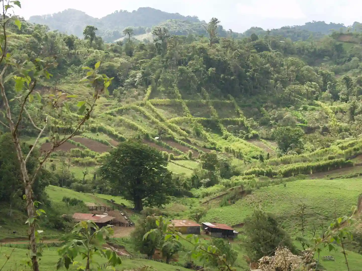 jinotega