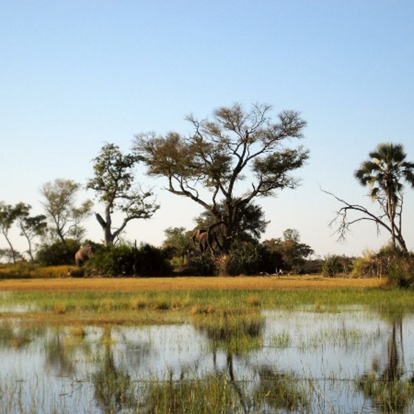 Okavango i Botswana