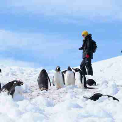 Kom helt tæt på pingvinerne, Antarktis