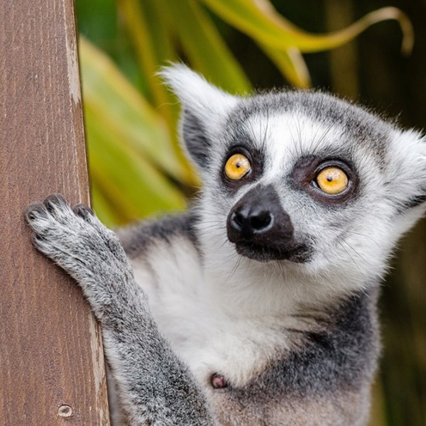 Madagaskar - Andasibe