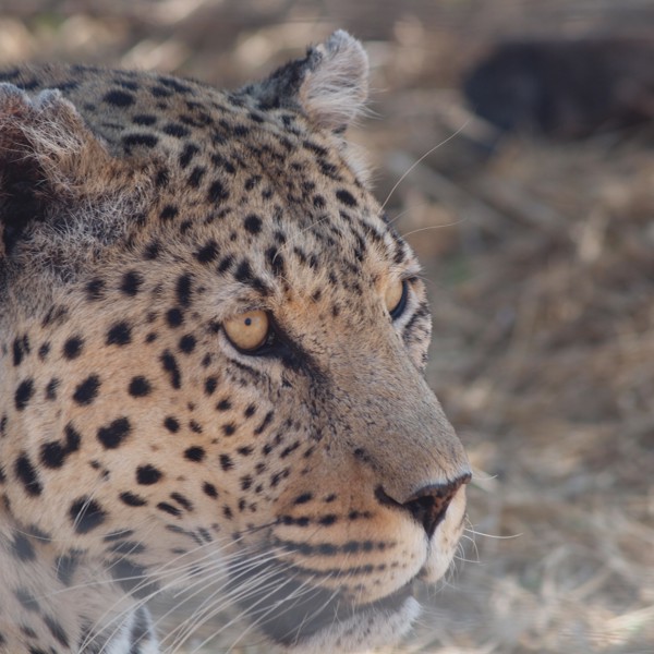 Na'ankuse Lodge, Namibia