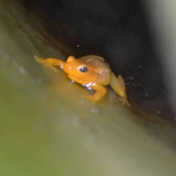 Frø i regnskoven i Guyana