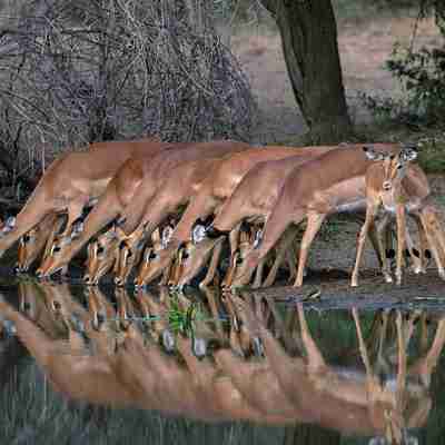 Impalaflok, Rejser til Sydafrika