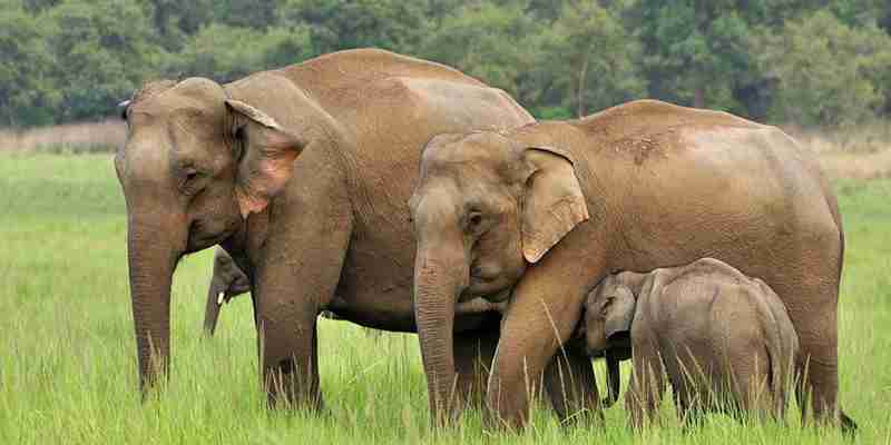 oplev indiens nationalparker med vilde dyr