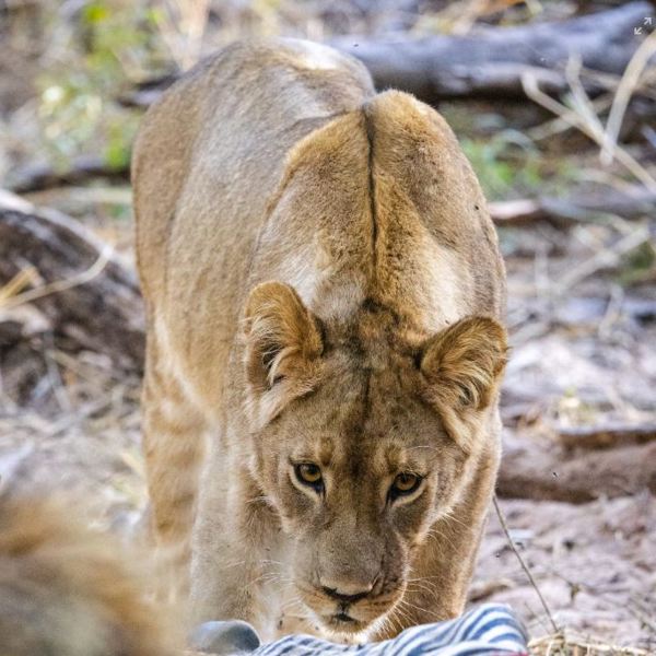 Hunløve i Hwange National Park