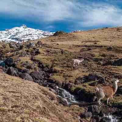 I:\AXUMIMAGES\Sydamerika\Peru\Camino Inca\itinerary_lg_Peru-Lares-Trek-Mountain-Stream-Landscape-Llamas-Leo-Tamburri-2011-IMGP7534-Lg-RGB-web