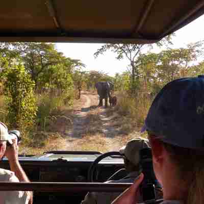 Safariturister ser elefanter på vejen