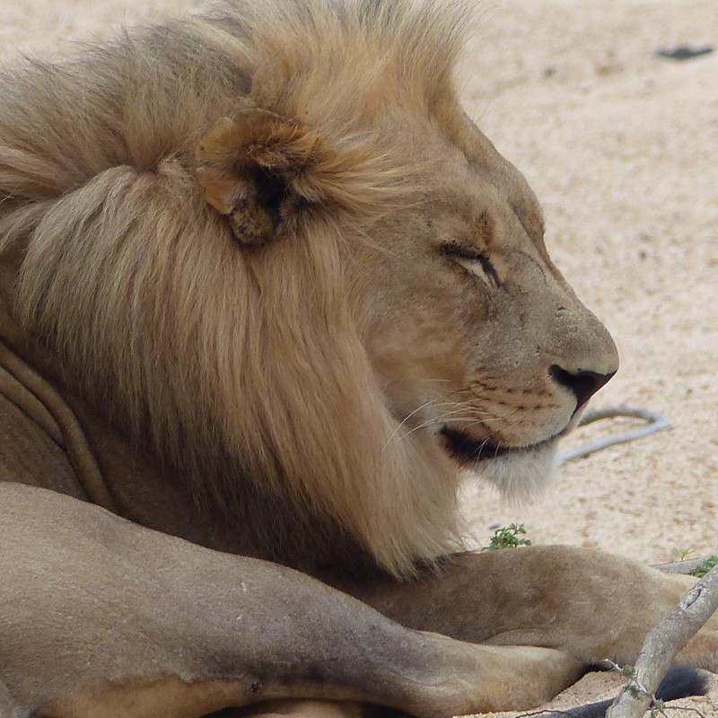 Flot hanløve med stor manke, Sydafrika