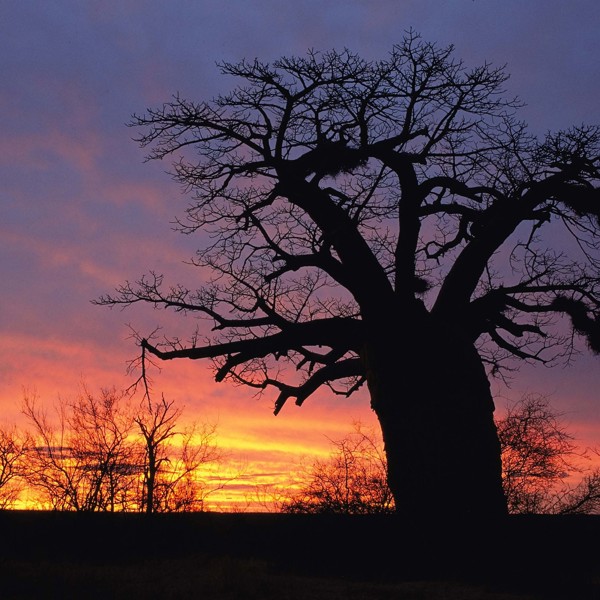 Sydafrika - Limpopo - Baobab træ