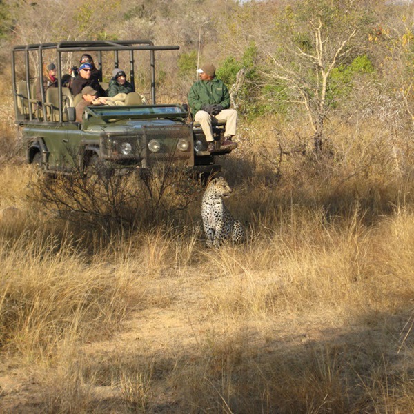 En gepard på gamedrive