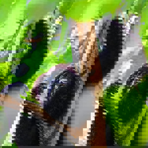 Hør brøleaberne i Belizes skove