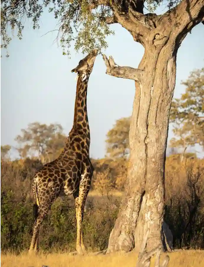 Hwange National Park - Giraffe