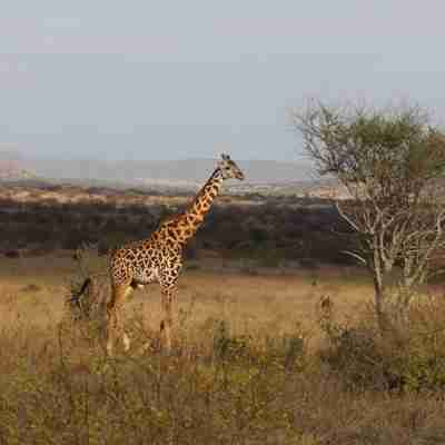I:\AXUMIMAGES\Afrika\Kenya\Tsavo\Giraf