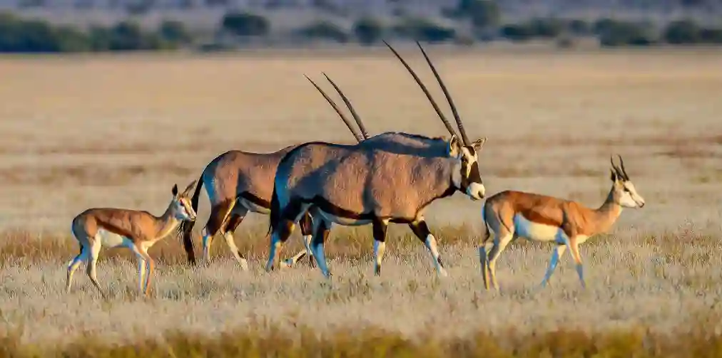 Oryxer på vej over Nxai Pan, Botswana