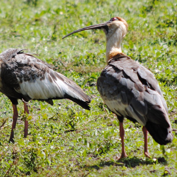 Guyana - flora & fauna