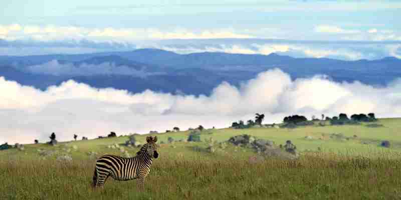 Nyika, Zebraer i Malawis højland