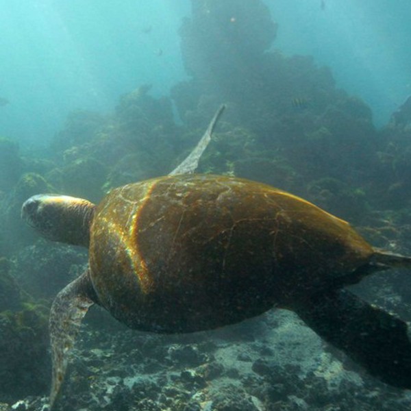Galapagos - Isla Isabela