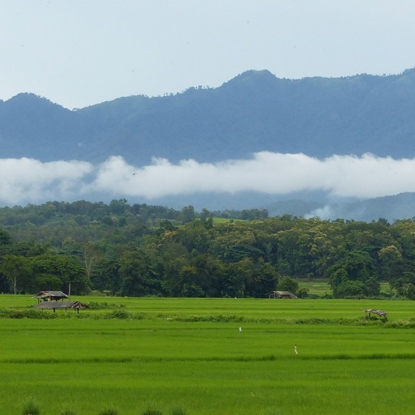 Rismarker i det nordlige Thailand