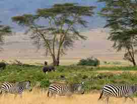 Zebraer, Serengeti, Tanzania