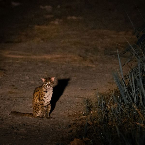 Leopardkat i mørket