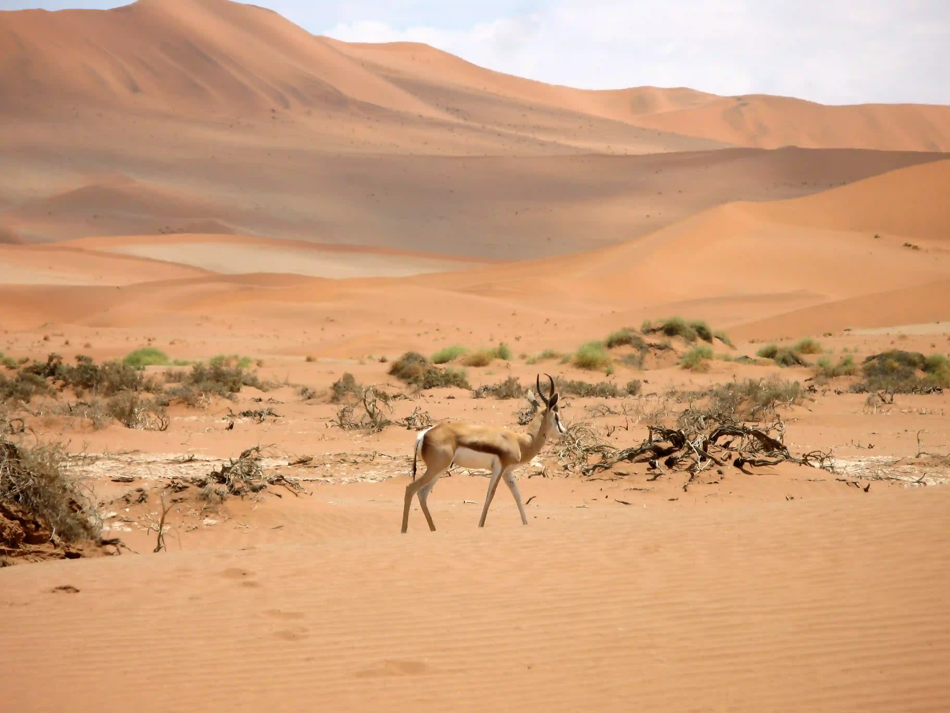 Sossusvlei, dyr i ørkenen