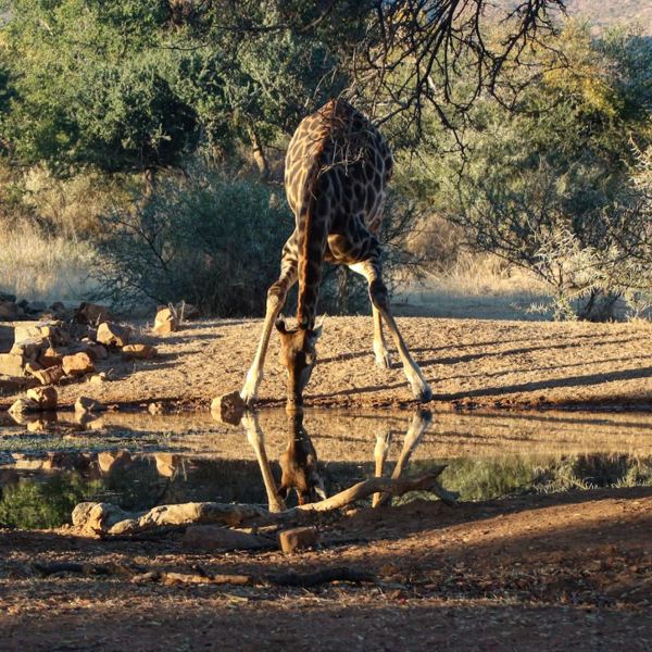 Sydafrika - Limpopo - Giraf