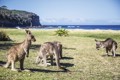Når det er varm, kommer kæguruerne ned på stranden ved Pebbly Beach, Australien