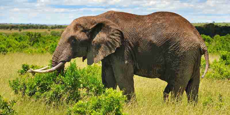 Elefant guffer busk, Kenya