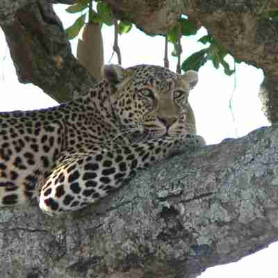 En Serengeti leopard, Tanzania