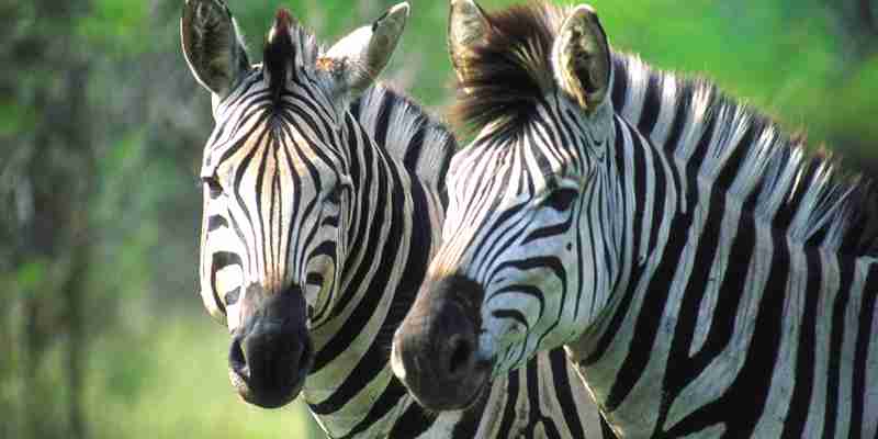 Zebrahoveder, Sydafrika