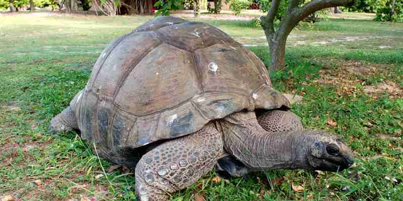 IMG14 Giant Tortoise