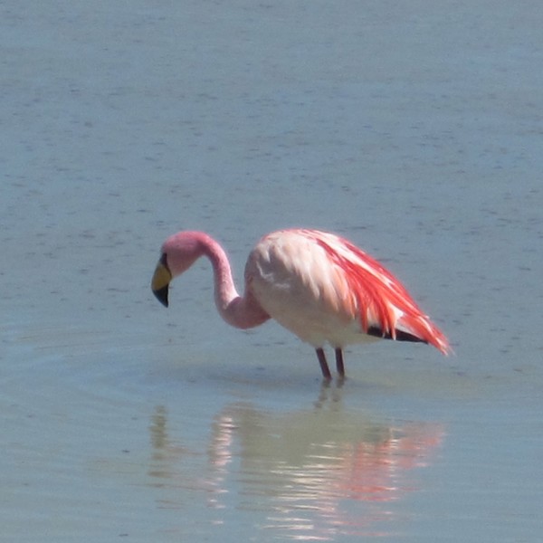 flamingo