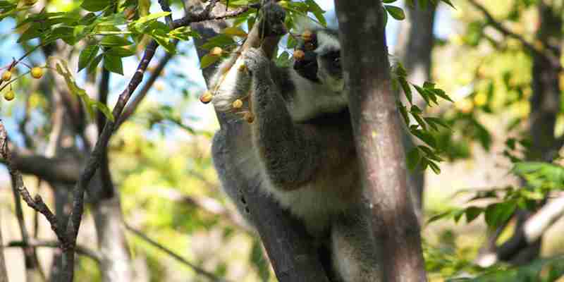 Lemur plukker bær i træ i Ranomafana