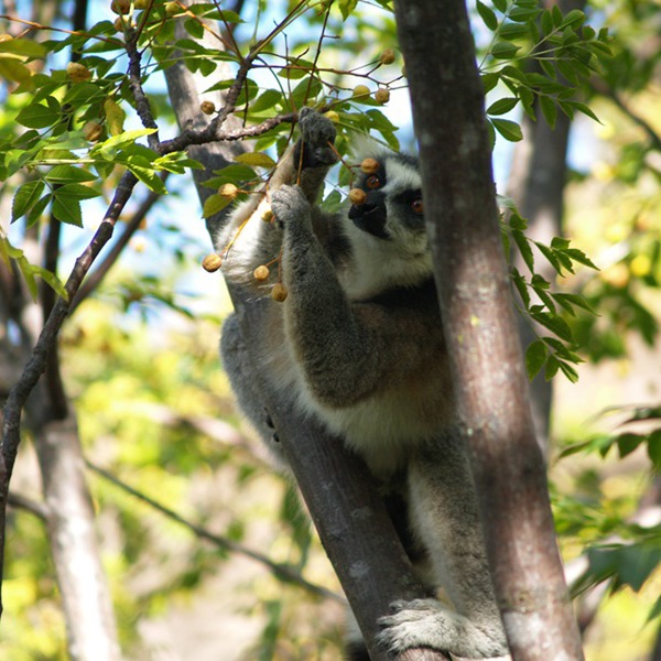 Lemur plukker bær i træ i Ranomafana