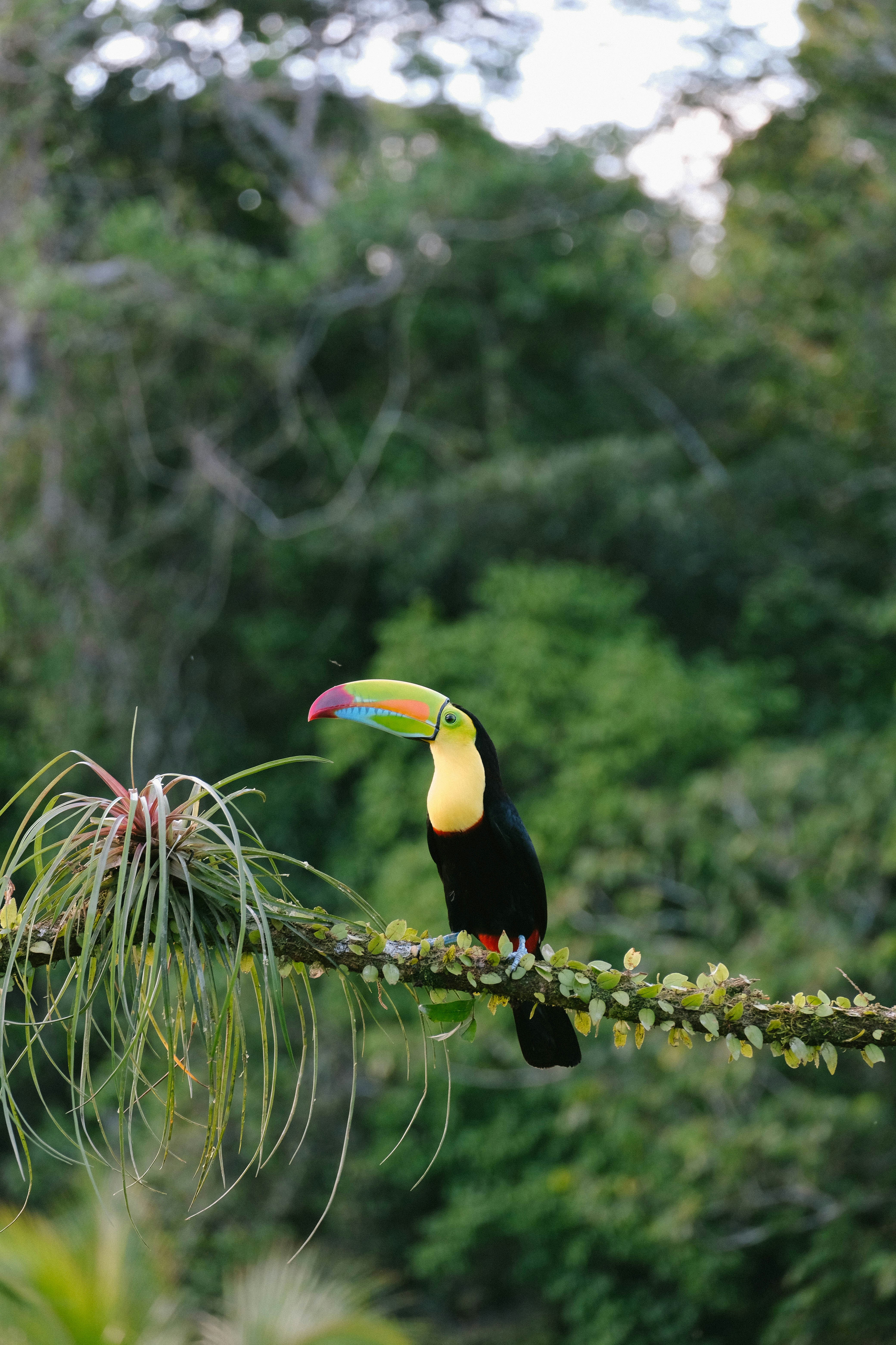 I Belize har du mulighed for at se en regnbuetukan