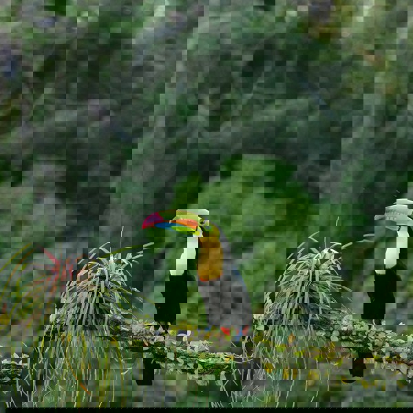 I Belize har du mulighed for at se en regnbuetukan