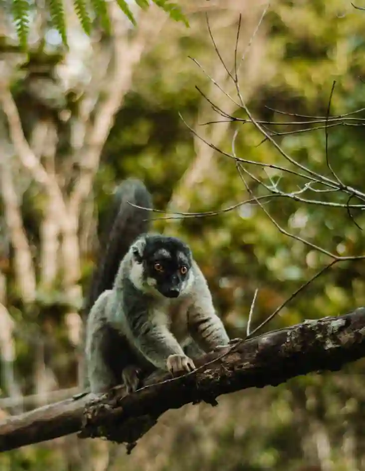 I:\AXUMIMAGES\Afrika\Madagaskar\Andasibe\Lemur