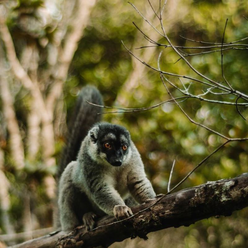 I:\AXUMIMAGES\Afrika\Madagaskar\Andasibe\Lemur