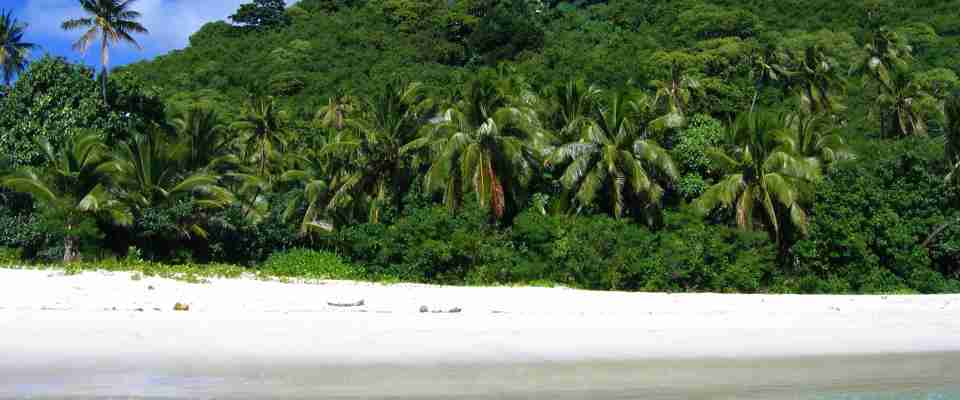 Hvid strand med palmer, Fiji