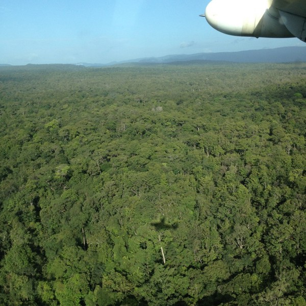 guyana junglen
