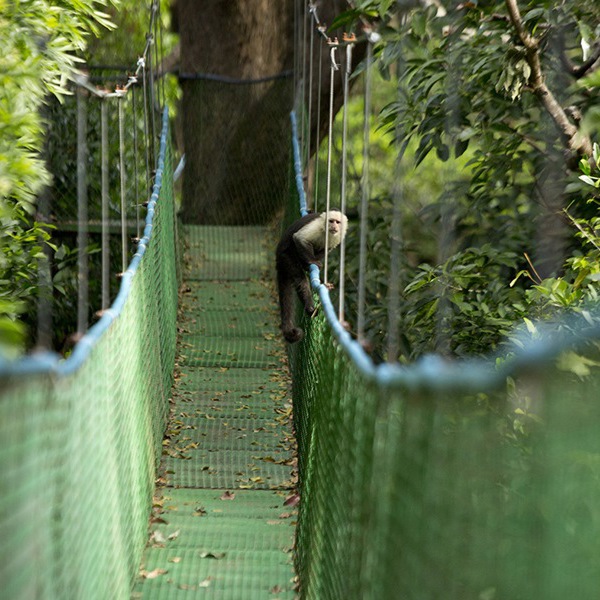En abe på de hængende broer i Costa Rica