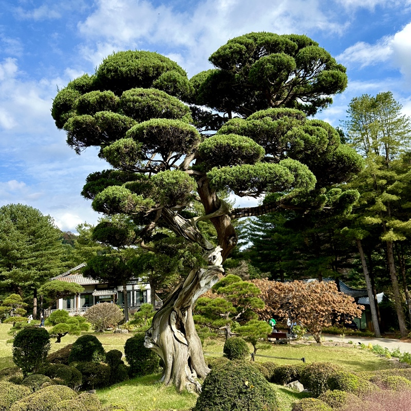 Garden of Morning Calm