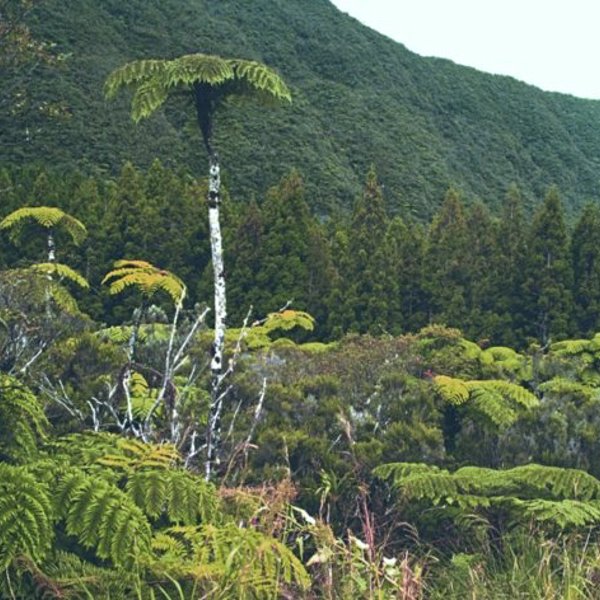 Palmer på La Reunion