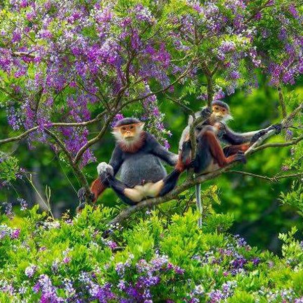 Nam Cat Tien Nationalpark