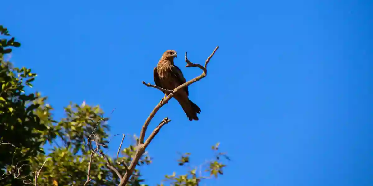 Rejser til Kakadu Nationalpark