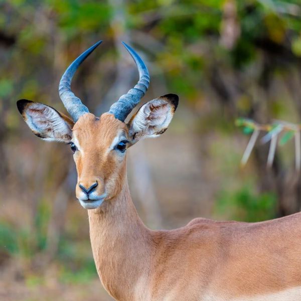 Hwange - Antilope