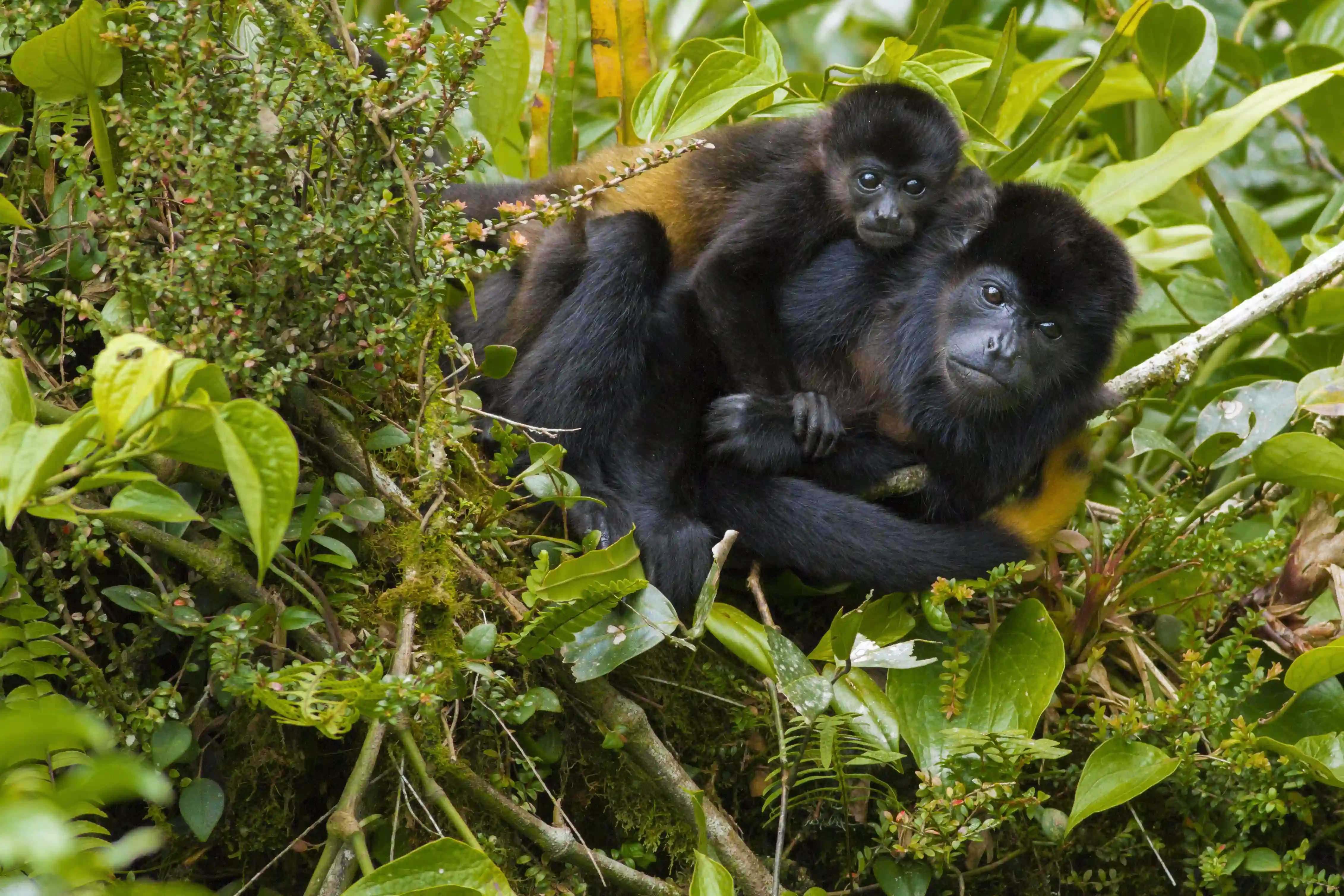 Abefamilie, Costa Rica