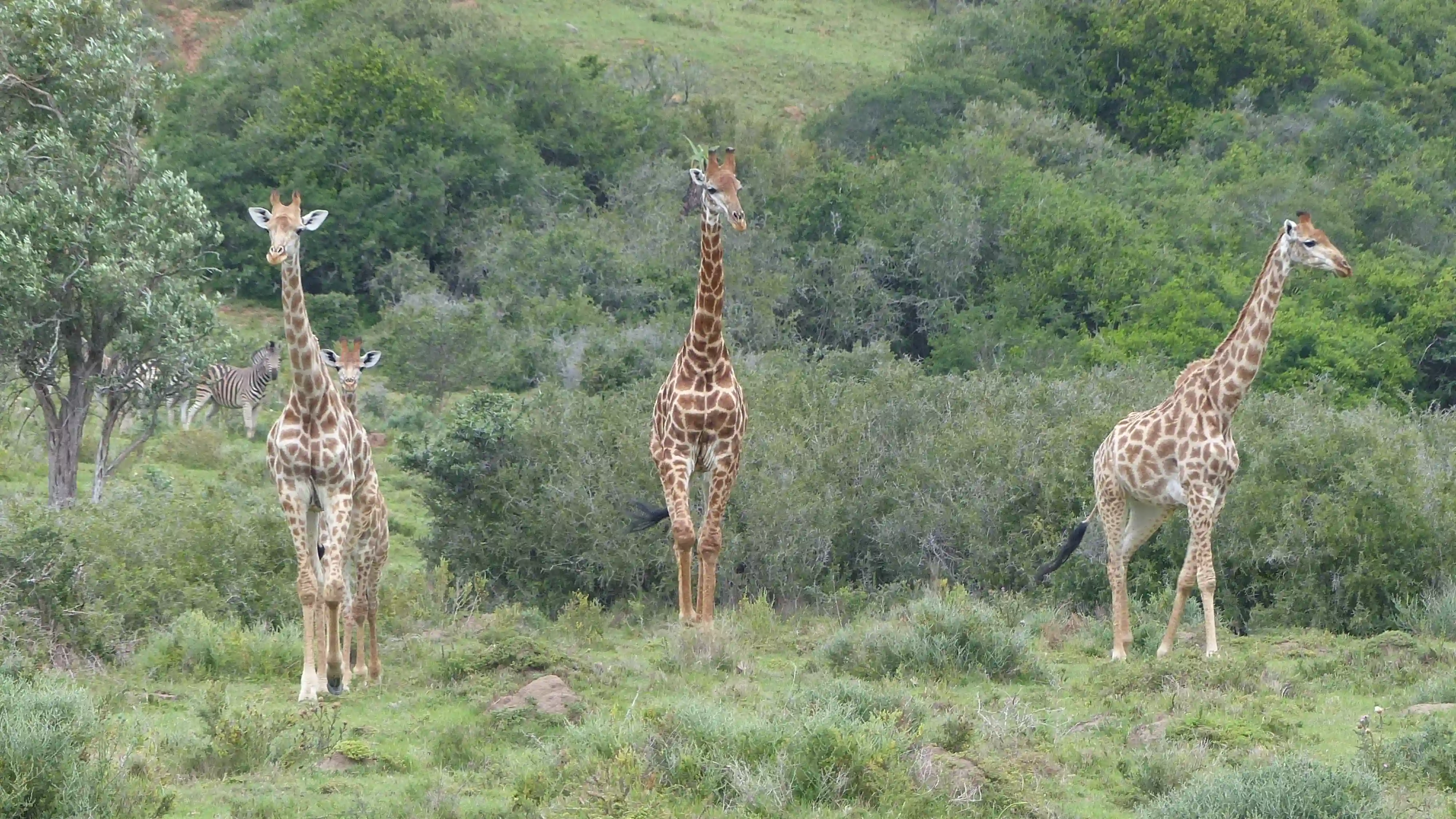 Girafferne er nysgerrige, Sydafrika